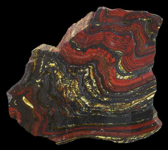 Polished Tiger Iron Stromatolite - ( Billion Years) #62724